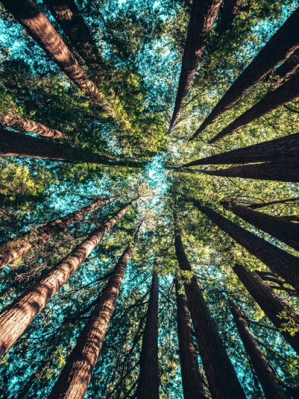 Blog Trees 02